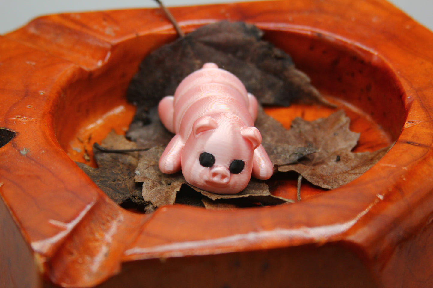 Baby Pigs